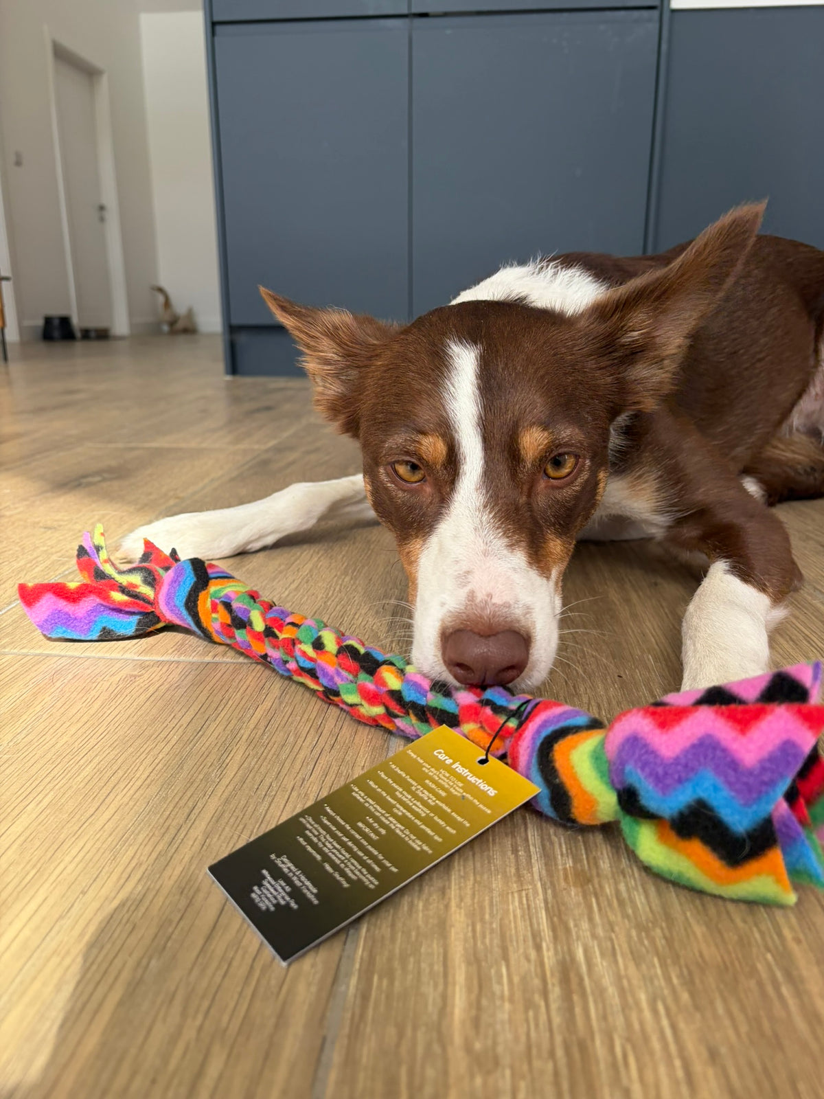 Medium Puppy / Dog Enrichment Pack 4